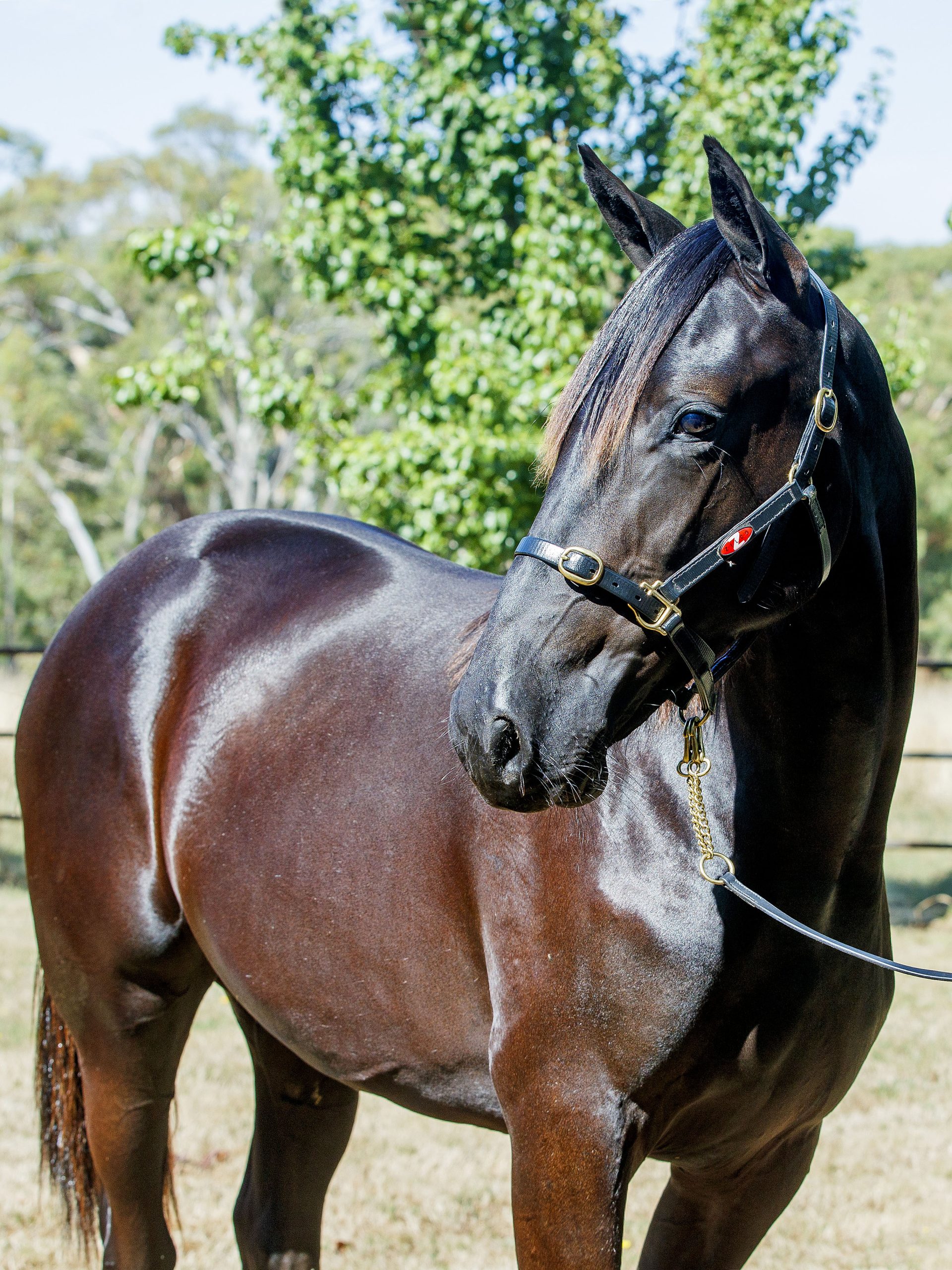 221 - 2 - Australian Pacing Gold
