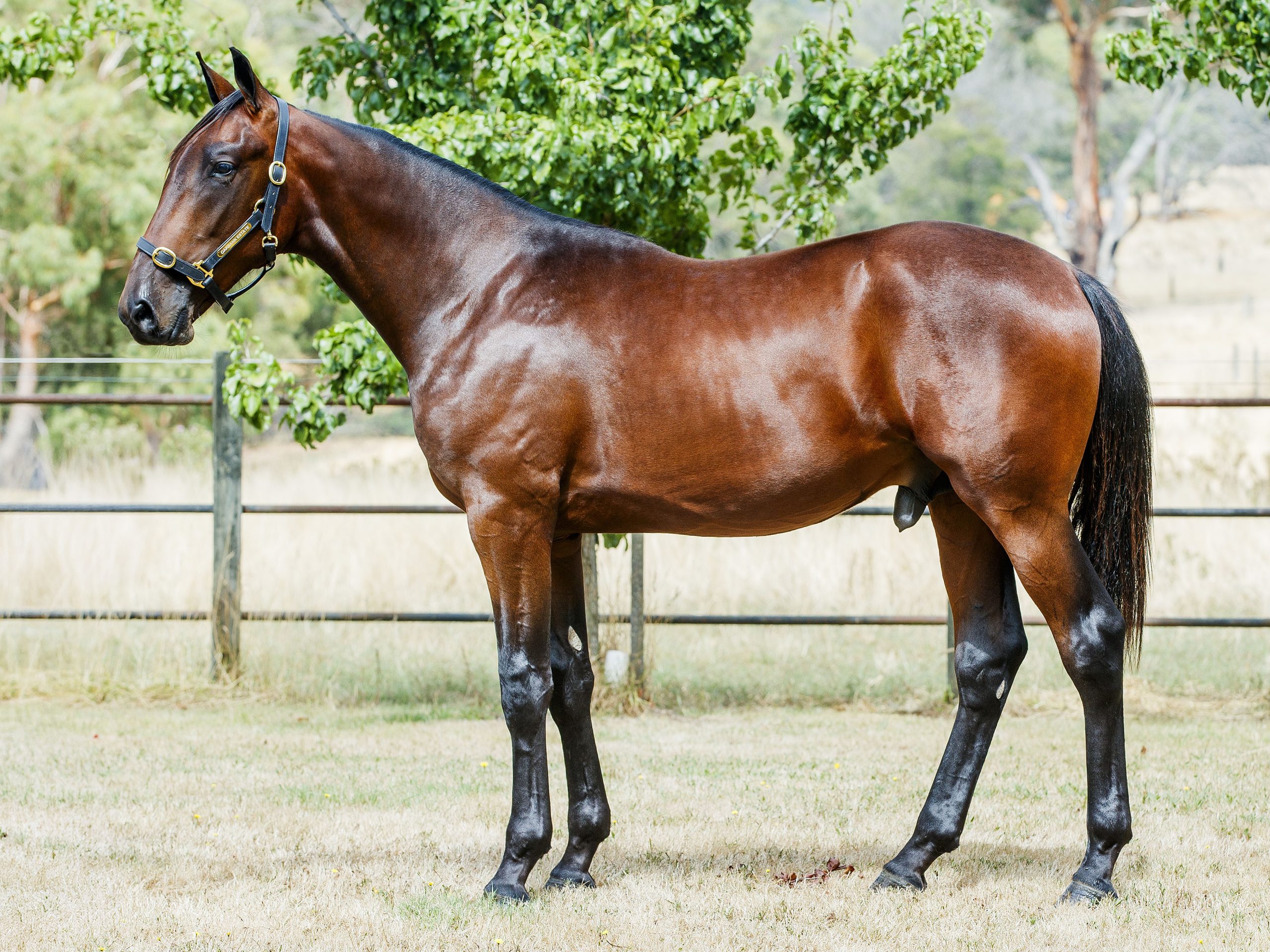 230 - 1 - Australian Pacing Gold