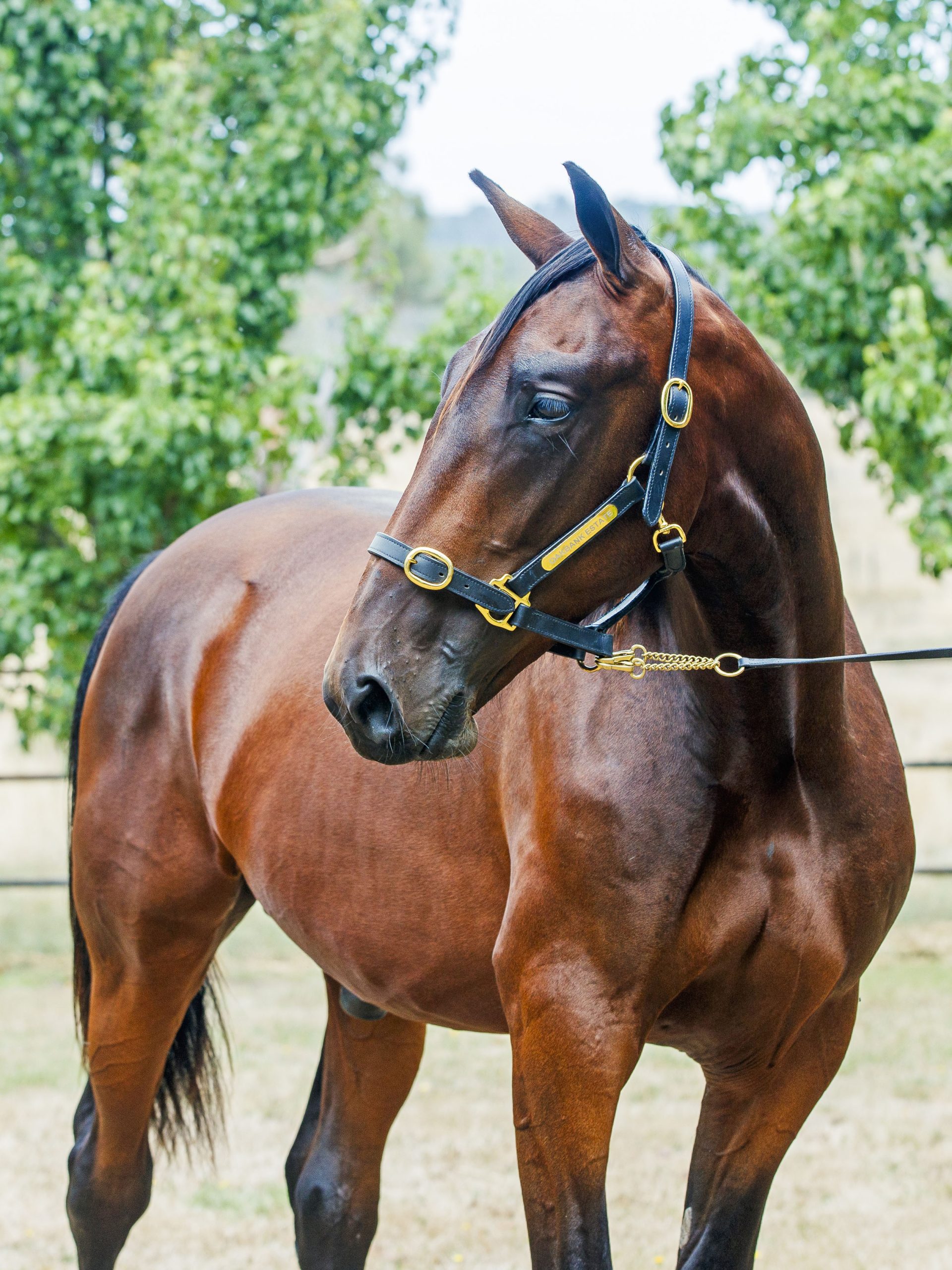 230 - 2 - Australian Pacing Gold