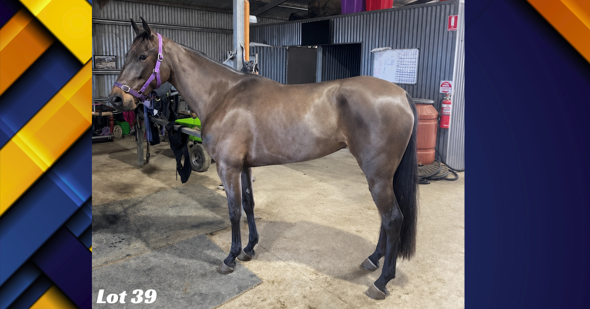 Brown horse with a purple halter standing in a stable area; 'Lot 39' text appears in the bottom-left corner.