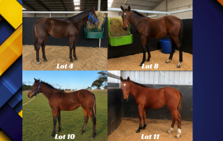 Dark bay horse wearing a blue halter stands in a stable with hay feeder, labeled Lot 4