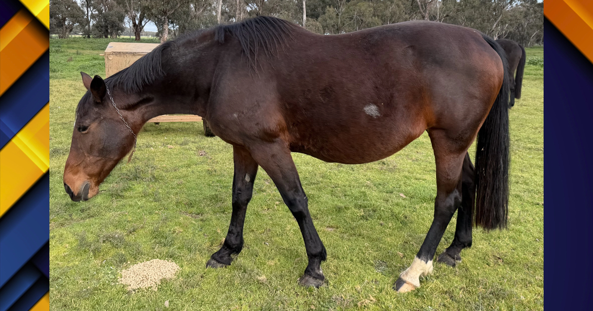 Brown horse grazing in a grassy field wearing a chain halter