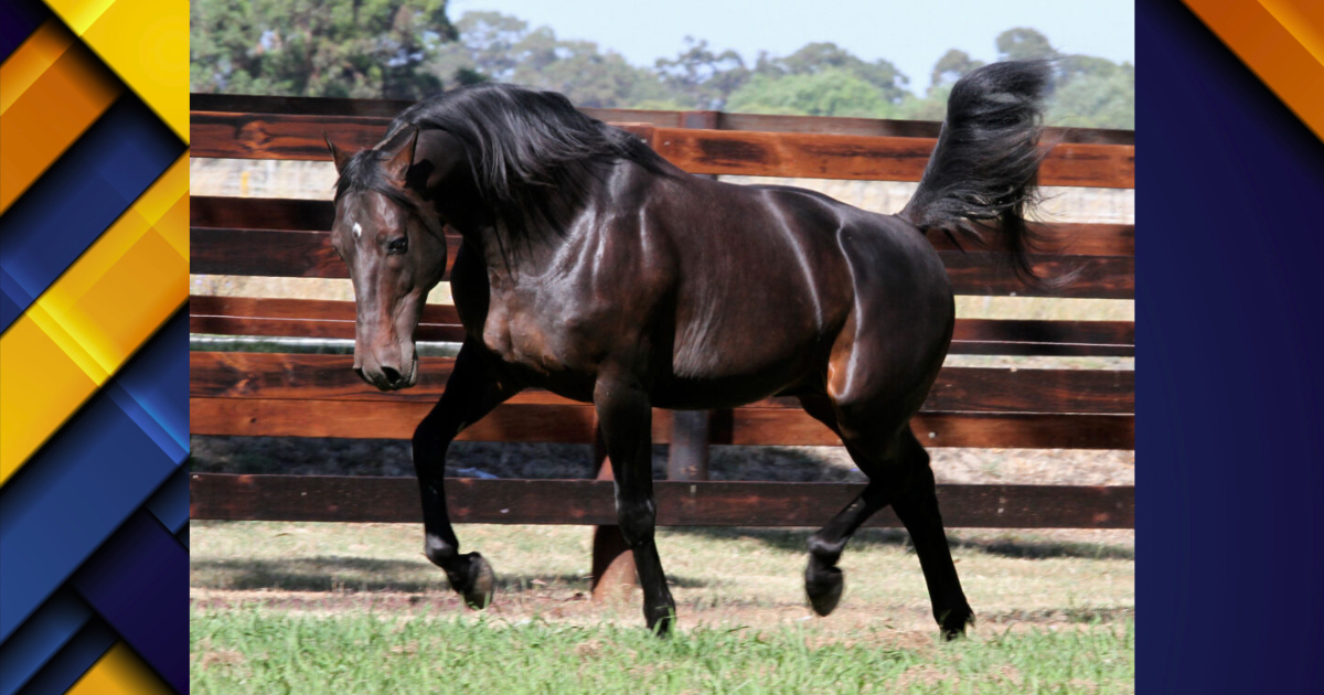 Black horse trotting in a wooden-fenced paddock on a sunny day, mane flowing as it moves.