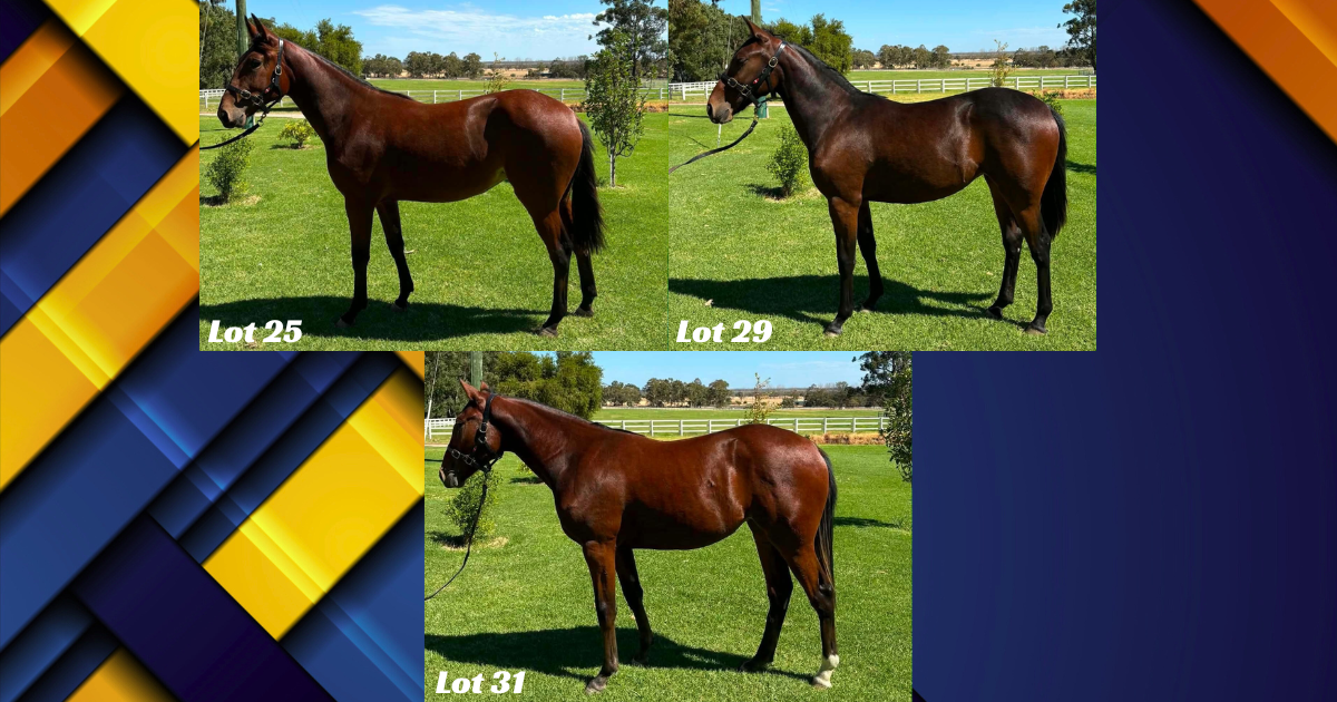 Collage of three bay horses in a sunny grassy paddock: Lot 25 (left), Lot 29 (top right), Lot 31 (bottom).