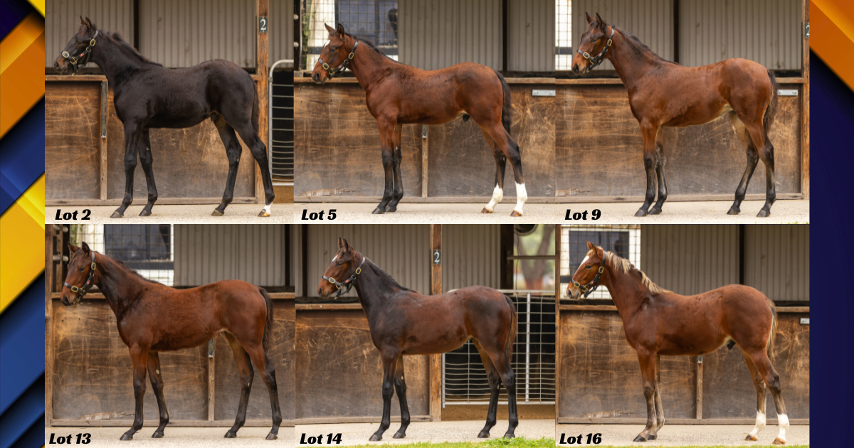 Collage of six horses standing in a wooden stable, each labeled Lot 2, Lot 5, Lot 9, Lot 13, Lot 14, and Lot 16.